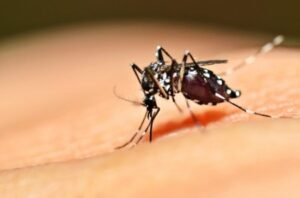 Imagem do mosquito da dengue aedes-aegypti