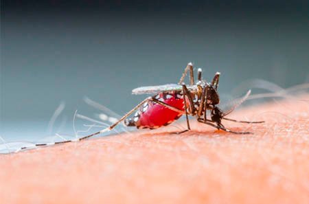 anopheles-dedetizacao-de-mosquitos O Perigo da Dengue