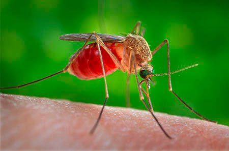 culex-quinquefasciatus O Perigo da Dengue