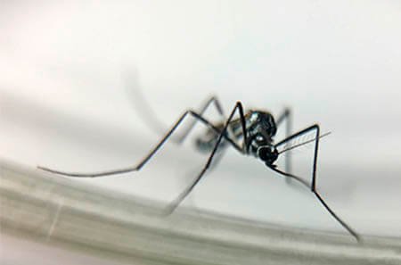 haemagogus O Perigo da Dengue